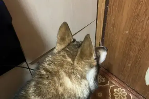 Хаски найдена: 28Н-0798, Редкино - photo