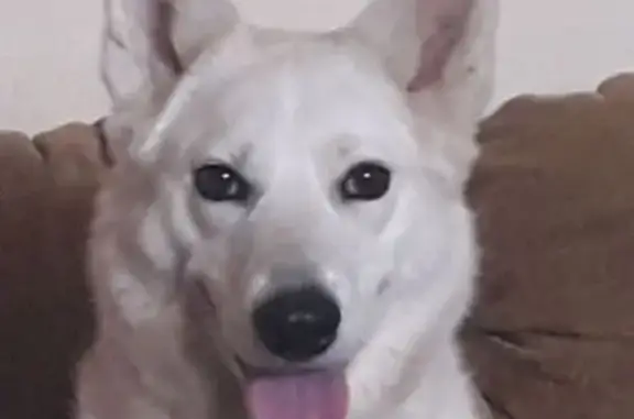 Собаки потеряшки, Корсаковское, фото: Потеряшка собака, 82 Корсаковское с/п