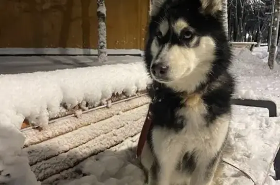 Пропала хаски, Ольховая ул., Вологда - photo
