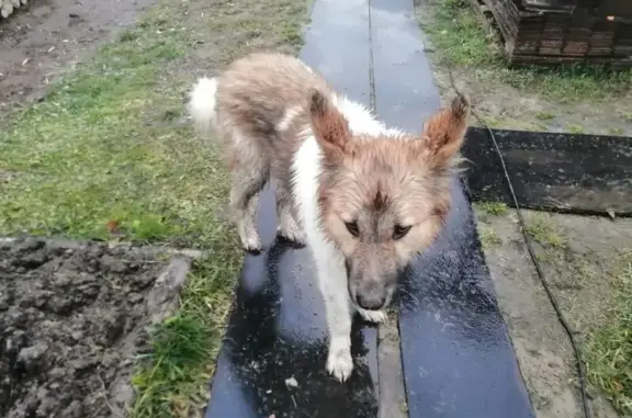 Пропала собака, ул. Дзержинского 124, Емва - photo