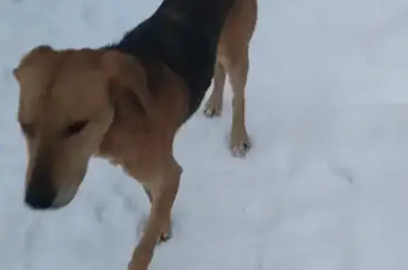 Найдена собака, Селиваново, фото: Рыжий кобель найден в Селиваново