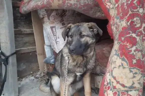 Найдена собака, Челябинск, фото: Найдена собака, автодорога Меридиан, 171