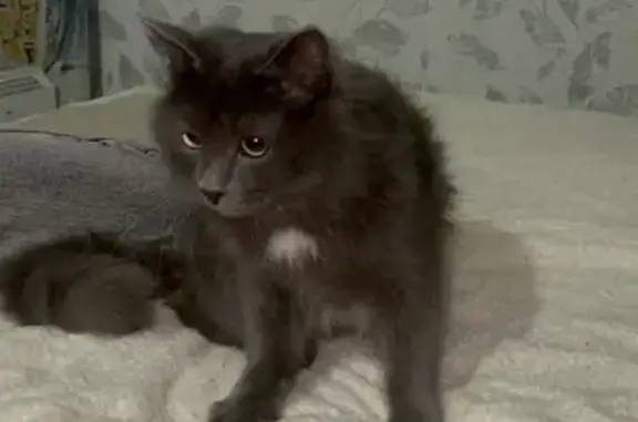 Найденные животные Иваново, фото: Кошка найдена, ул. Красных Зорь, Иваново