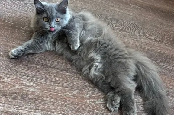 Пропала кошка, ул. Володарского, 29, Орехово-Зуево - photo