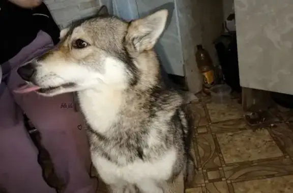 Найдена собака, Новомелково, фото: Собака найдена в Новомелково, Россия