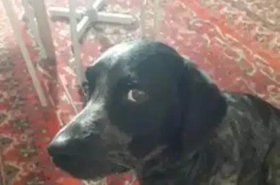 Пропала собака, ул. Романенко 23, Миасс - photo