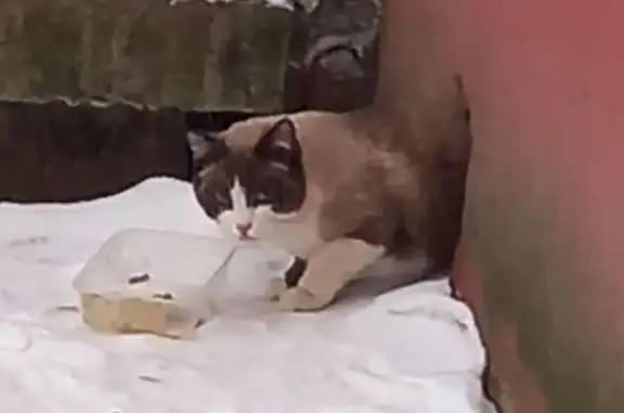 Найдена кошка, Киров, фото: Кошка найдена, Киров, Кировская обл.