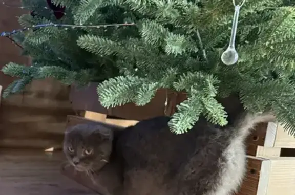 Кошка найдена: Пионерская 82, Энгельс - photo