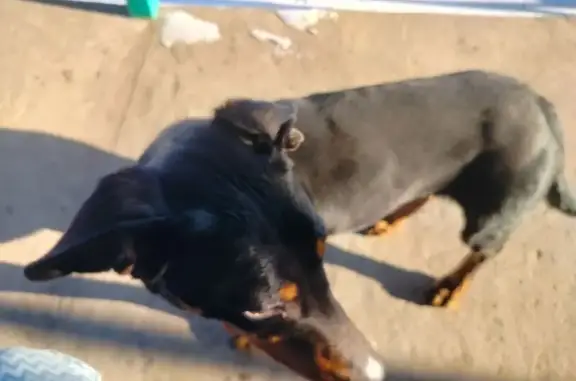 Найдена собака, Камышин, фото: Собака найдена: Камышин, Волгоградская обл.