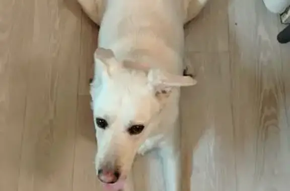 Найдена собака, Барнаул, фото: Светлый с рыжиной найден на Павловском тракте