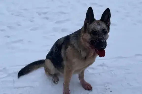 Найдена собака, Казань, фото: Найдена собака, Казань, ул. Усманова, 13