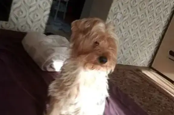 Пропал йоркширский терьер, ул. Пушкина, 99 - photo