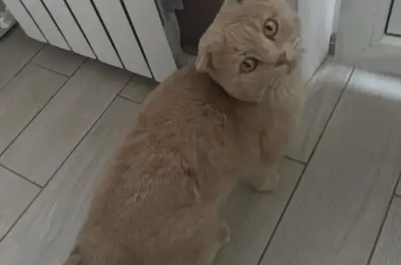 Пропала кошка, бульвар 50 лет Победы - photo