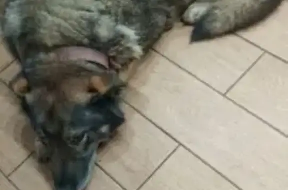 Пропала собака, Парковая ул., Молодёжный - photo