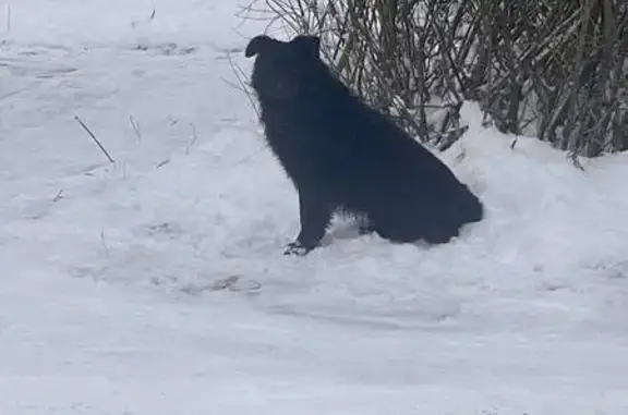 Объявления о пропавших и найденных животных, Ворша, фото: Найдена собака, Цветочная ул., Ворша