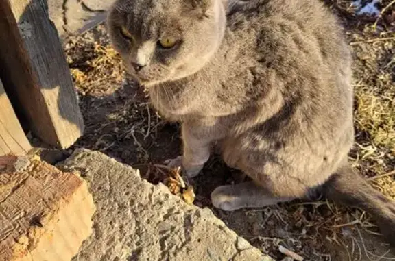 Найдена кошка, Владивосток, фото: Кошка найдена: Владивосток, Приморье