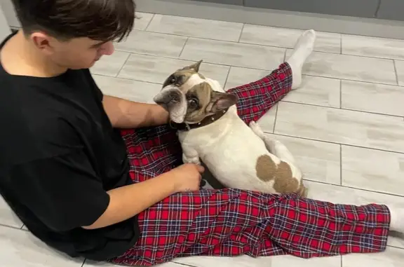 Найдена собака, Калининград, фото: Собака найдена: Московский пр., Калининград