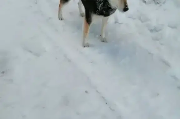 Найдена собака, Пермь, фото: Собака найдена: Чкалова 8, Пермь