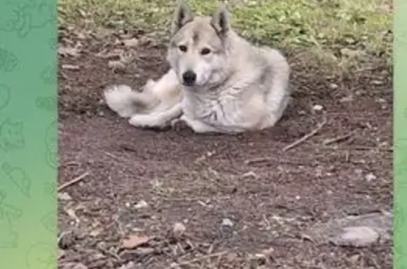 Найдена собака, Чехов-2, фото: Собака найдена: Северная ул., 44, Чехов-2