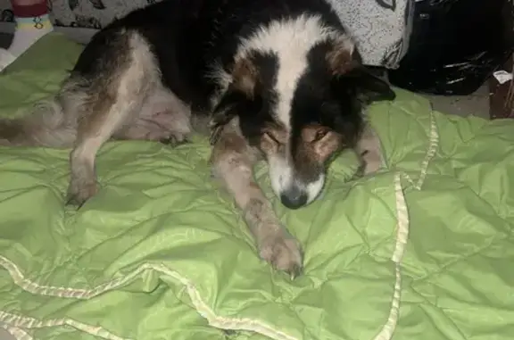 Найдена собака, Первое Мая, фото: Собака найдена: Садовая ул, 1Б, Первое Мая