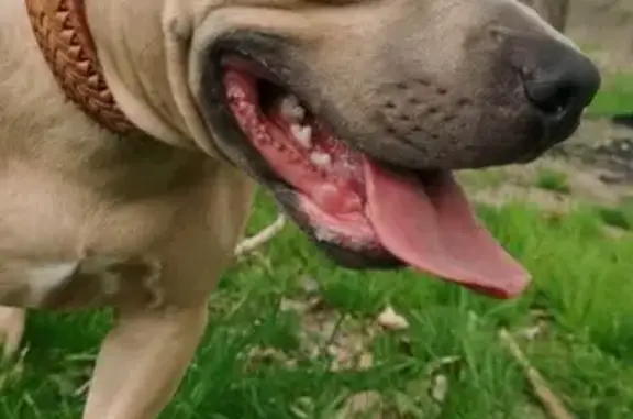 Собаки потеряшки, Первомайский, фото: Потеряшка собака, Первомайский, Волгоград