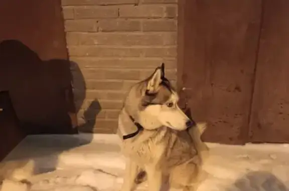 Найдена собака, Ярославль, фото: Хаски найдена на Спасской улице, Ярославль