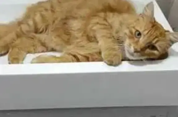 Пропала кошка, Школьная ул., Майкоп - photo