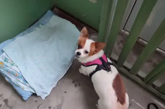 Найдена собака, Пенза, фото: Собака найдена: Вяземского, 45, Пенза