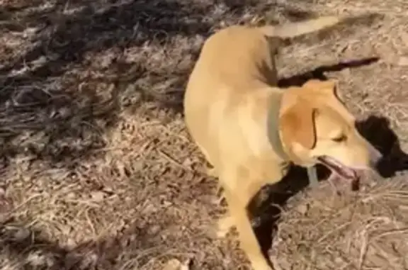 Пропала собака, Иваново-Иванцево, Семёновское - photo