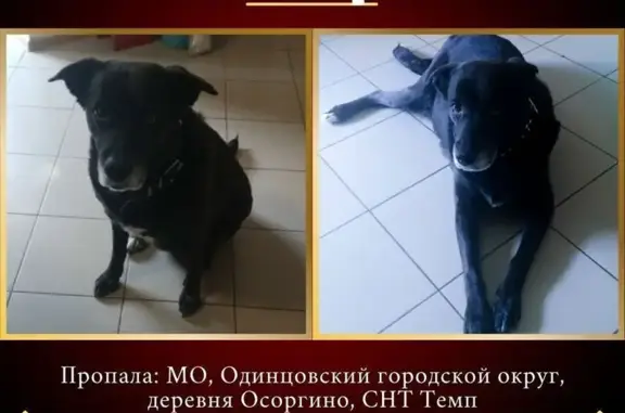 Пропала собака, ул. Эсамбаева, 1, Осоргино - photo