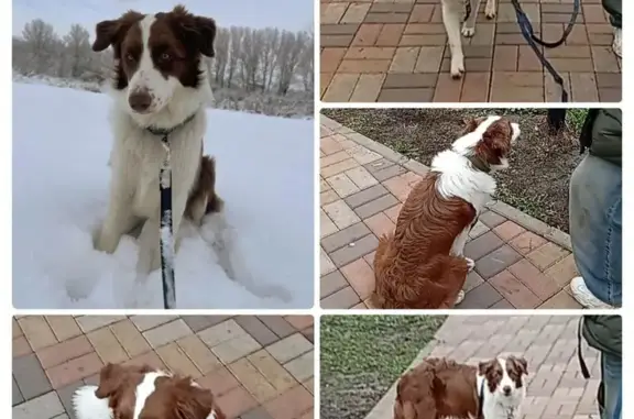 Пропала собака, Садовая ул., Первореченское - photo