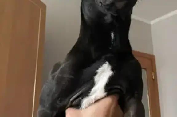 Пропала собака, ул. Мелик-Карамова 41/1 - photo