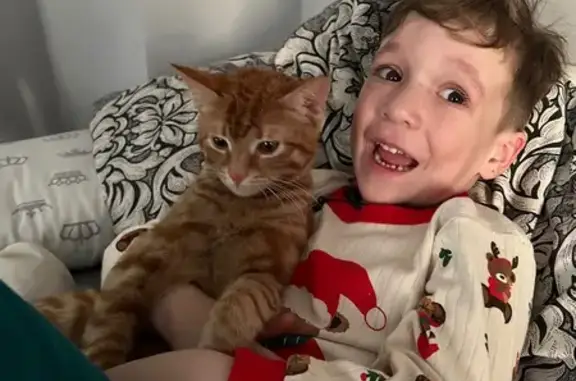 Пропала кошка, Октябрьский пр., Люберцы - photo