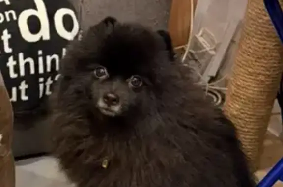 Пропала собака ул. Суворова, Жигулевск - photo