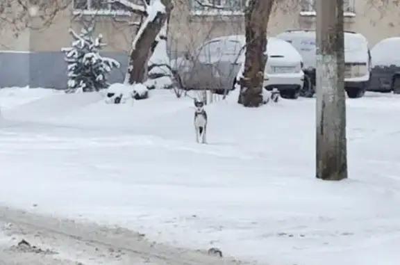 Найдена собака, Тверь, фото: Собака найдена: Московская ул., 97, Тверь