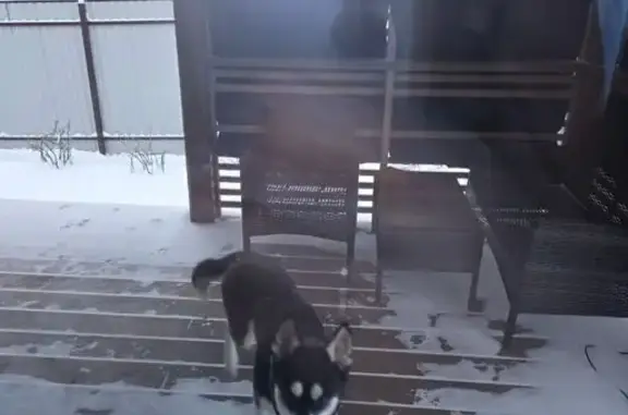 Найдена собака, Нижний Новгород, фото: Собака найдена на Троицкой ул., Н. Новгород