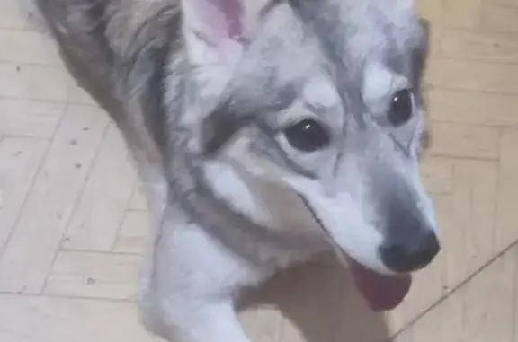 Найдена собака, Хабаровск, фото: Найдена собака, ул. Суворова 46/1, Хабаровск