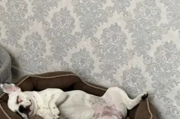 Пропала собака, ул. Пушкина 36, Ейск - photo