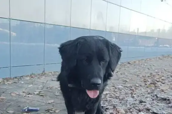 Найдена собака, Сочи, фото: Найден кобель, Пластунская 202, Сочи