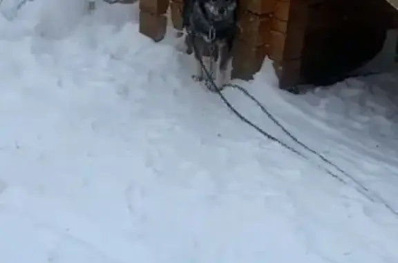 Пропала собака, Серменевский сельсовет - photo