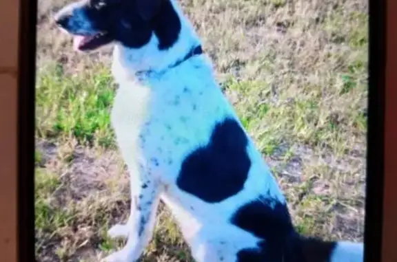 Пропала собака, МО, черно-белая, сердечки - photo