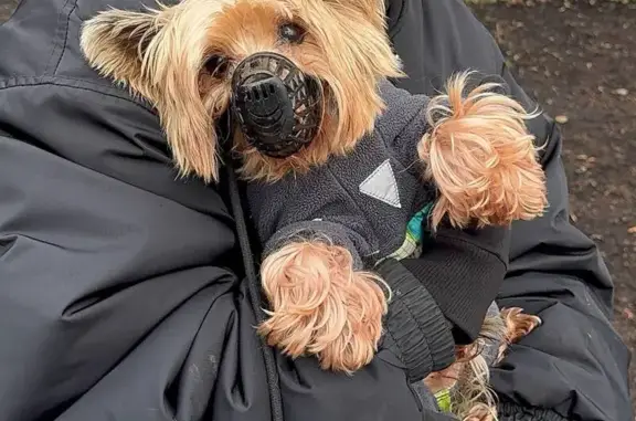 Пропала собака, ул. Малые Каменщики, 18к1 - photo