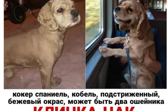 Пропала собака на Керченской, 9к1, Москва - photo