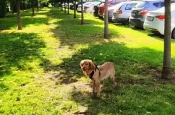 Пропала собака, ул. 40 лет Победы, Краснодар - photo