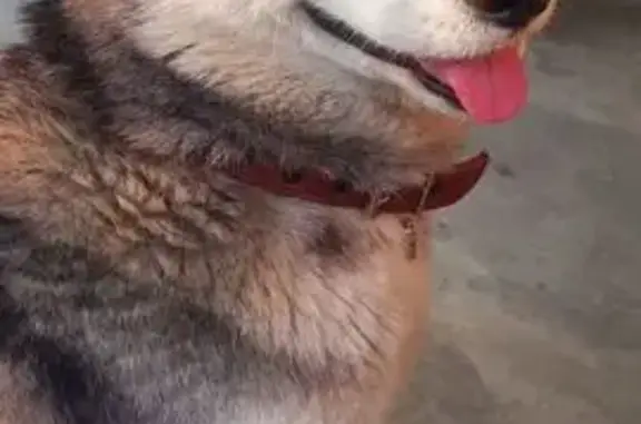 Пропала хаски, СНТ Монолит, Армавир - photo