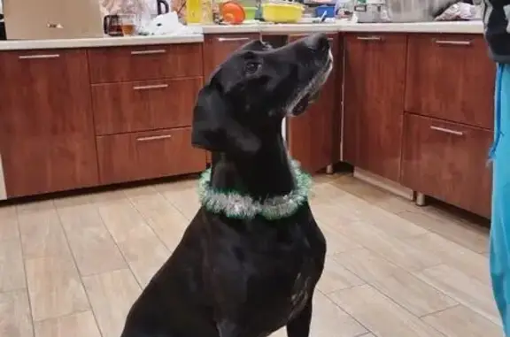 Найдена собака, Пеники, фото: Найден пёс в Пениках, Центральная, 31