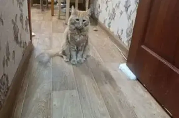 Пропала кошка, Люберцы - photo