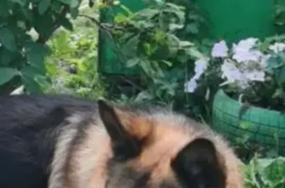 Пропала собака, Октябрьский пер., Сенгилей - photo