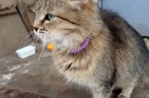 Найдена кошка, Тула, фото: Серая кошка найдена, ул. Макара Мазая, Тула