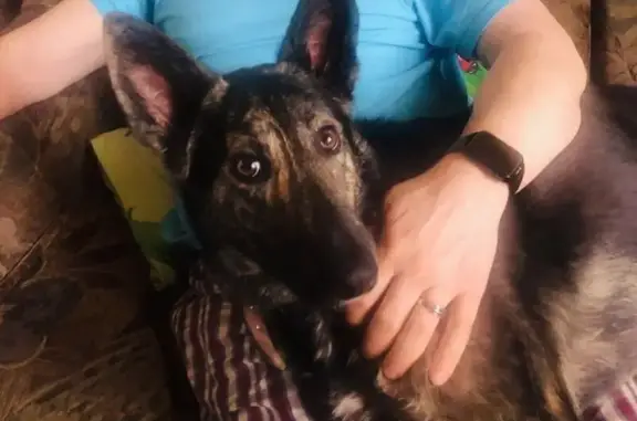 Пропала собака, Нальчик - photo